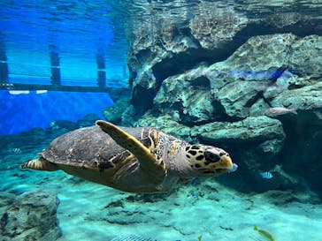 名古屋港水族館に投稿された画像（2023/1/8）