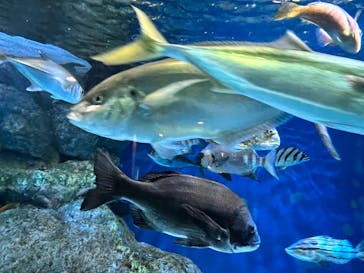 名古屋港水族館に投稿された画像（2023/1/8）