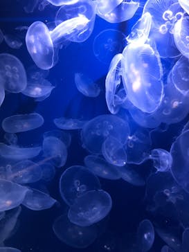 鴨川シーワールドに投稿された画像（2023/1/8）