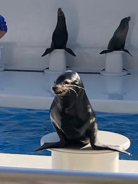 鴨川シーワールドに投稿された画像（2023/1/8）