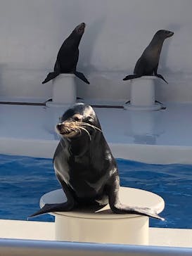 鴨川シーワールドに投稿された画像（2023/1/8）