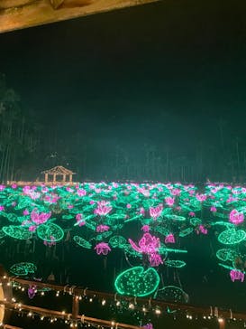 美らヤシパークオキナワ・東南植物楽園に投稿された画像（2023/1/8）