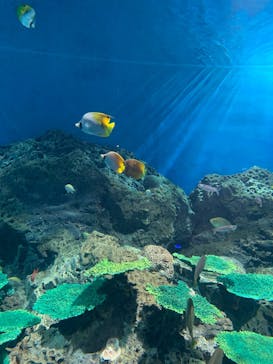 アクアワールド茨城県大洗水族館に投稿された画像（2023/1/8）