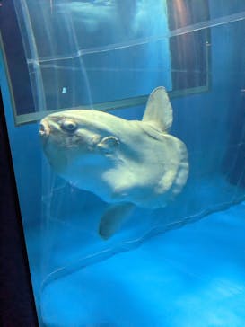 アクアワールド茨城県大洗水族館に投稿された画像（2023/1/8）