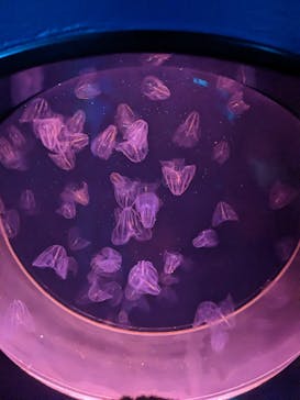 アクアワールド茨城県大洗水族館に投稿された画像（2023/1/8）