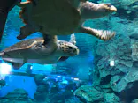 名古屋港水族館に投稿された画像（2023/1/8）
