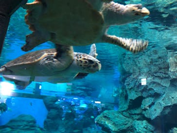 名古屋港水族館に投稿された画像（2023/1/8）