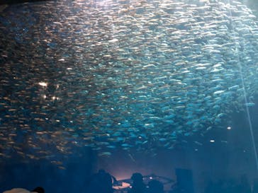 名古屋港水族館に投稿された画像（2023/1/8）