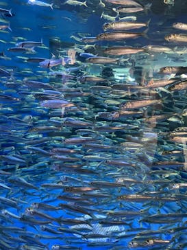 アクアワールド茨城県大洗水族館に投稿された画像（2023/1/8）