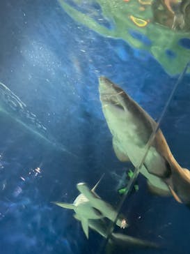 アクアワールド茨城県大洗水族館に投稿された画像（2023/1/8）
