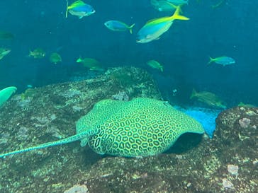 鴨川シーワールドに投稿された画像（2023/1/8）