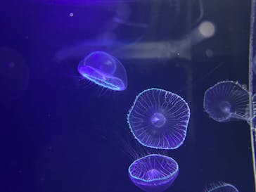 鴨川シーワールドに投稿された画像（2023/1/8）