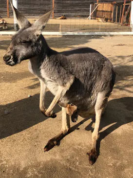 神戸どうぶつ王国に投稿された画像（2023/1/8）
