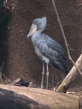 神戸どうぶつ王国に投稿された画像（2023/1/8）