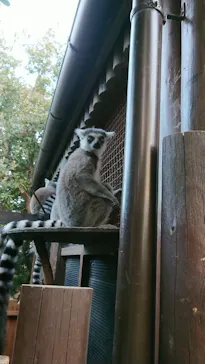 神戸どうぶつ王国に投稿された画像（2023/1/8）