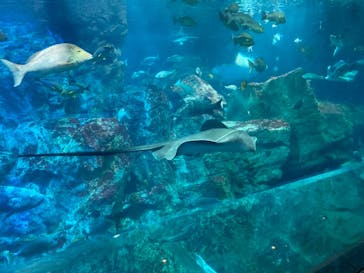 大分マリーンパレス水族館 「うみたまご」に投稿された画像（2023/1/8）