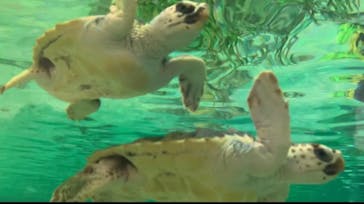 鴨川シーワールドに投稿された画像（2023/1/8）