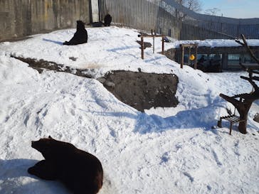 のぼりべつクマ牧場に投稿された画像（2023/1/8）