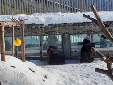 のぼりべつクマ牧場に投稿された画像（2023/1/8）