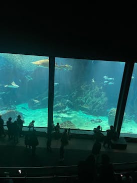 マリンワールド海の中道に投稿された画像（2023/1/8）