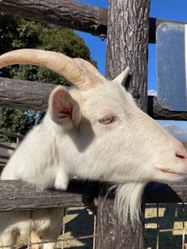 群馬サファリパークに投稿された画像（2023/1/9）