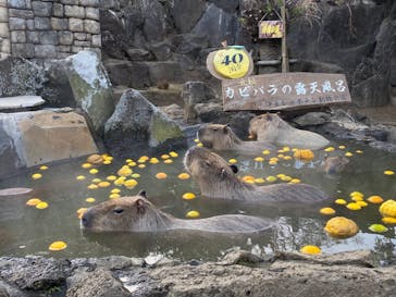 伊豆シャボテン動物公園に投稿された画像（2023/1/9）