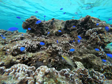 武藤潜水に投稿された画像（2023/1/9）