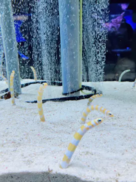 すみだ水族館に投稿された画像（2023/1/9）