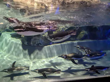 すみだ水族館に投稿された画像（2023/1/9）