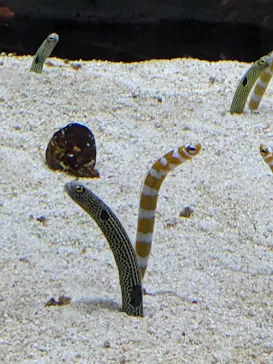 すみだ水族館に投稿された画像（2023/1/9）