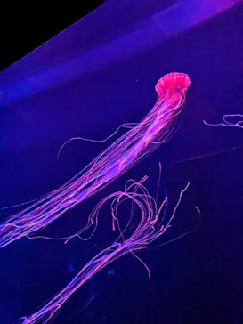 すみだ水族館に投稿された画像（2023/1/9）