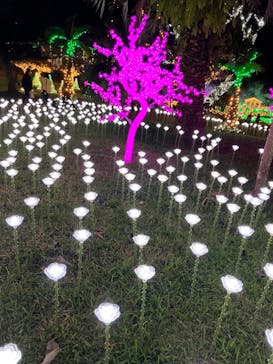 美らヤシパークオキナワ・東南植物楽園に投稿された画像（2023/1/9）