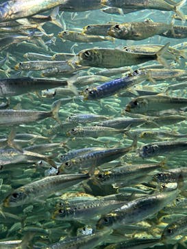 サンシャイン水族館に投稿された画像（2023/1/9）