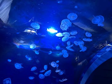 サンシャイン水族館に投稿された画像（2023/1/9）