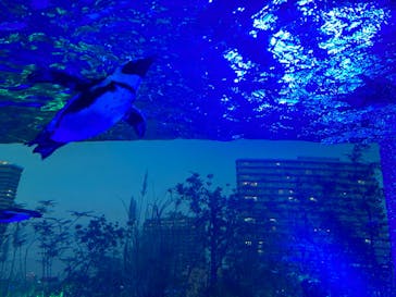 サンシャイン水族館に投稿された画像（2023/1/9）