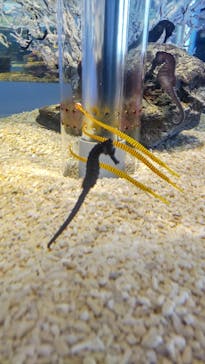 四国水族館に投稿された画像（2023/1/9）