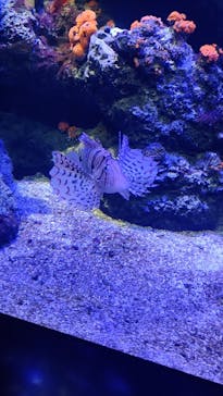 四国水族館に投稿された画像（2023/1/9）