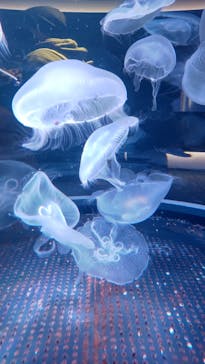 四国水族館に投稿された画像（2023/1/9）