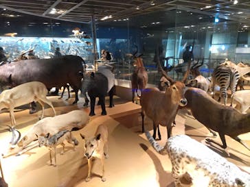 国立科学博物館に投稿された画像（2023/1/9）