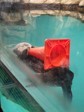 マリンワールド海の中道に投稿された画像（2022/8/11）