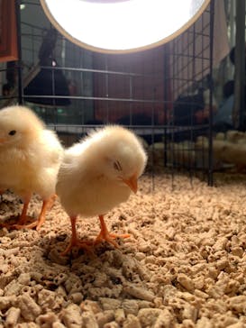 Moff animal cafe イオンモール幕張新都心店に投稿された画像（2023/1/9）