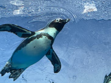 サンシャイン水族館に投稿された画像（2023/1/9）