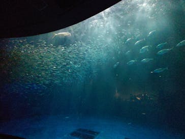 名古屋港水族館に投稿された画像（2023/1/9）