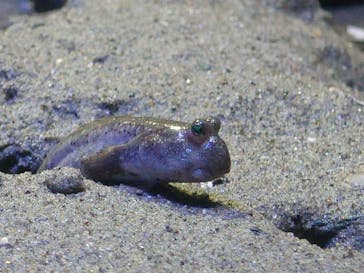 名古屋港水族館に投稿された画像（2023/1/9）