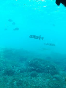 串本海中公園水族館に投稿された画像（2023/1/9）