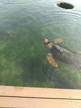 串本海中公園水族館に投稿された画像（2023/1/9）