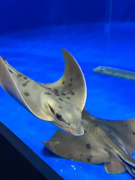 仙台うみの杜水族館に投稿された画像（2023/1/9）