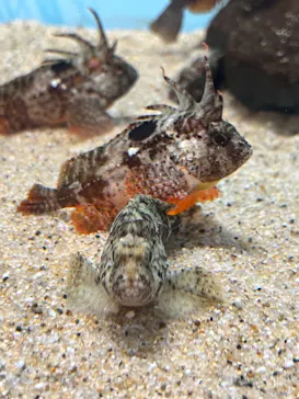 仙台うみの杜水族館に投稿された画像（2023/1/9）