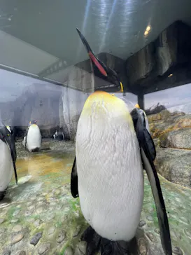 仙台うみの杜水族館に投稿された画像（2023/1/9）