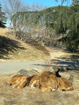 群馬サファリパークに投稿された画像（2023/1/9）